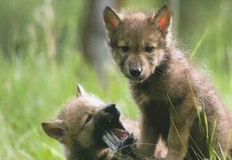 Baby Animals Wallpaper 1080p HD Background iPhone Mac Laptop