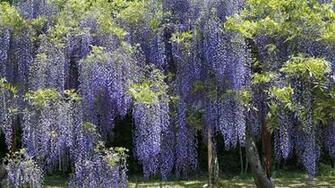 Wisteria Tree Drawing Wallpaper