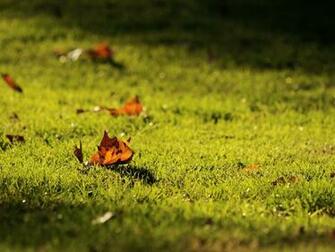 Autumn HD Wallpaper Weddingdressin