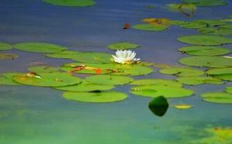 Canada Ontario Water Lily Lake Heart