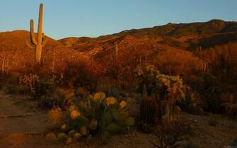 Mlewallpaper Saguaro Sunset I