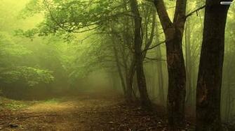 Youwall Forest Fog Wallpaper