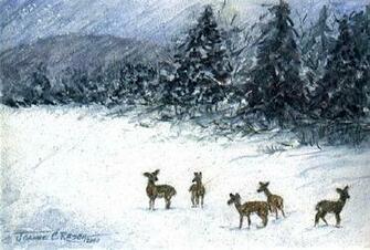 Detail Photo Roe Deer In Snow Field Royalty Image