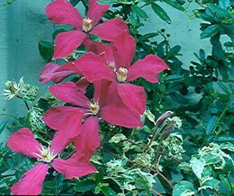 Heritage Seedlings Inc Wholesale Deciduous Plants HD Wallpaper