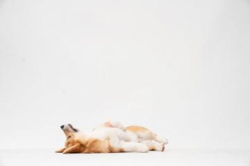 Corgis Pictures Image
