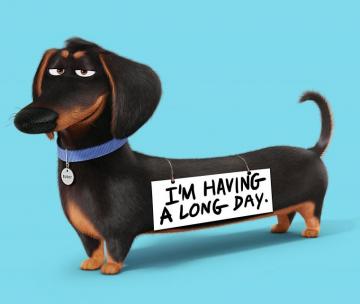 The Secret Life Of Pets Desktop Background HD