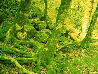 Nature Photography Spring Wallpaper Scene