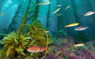 Sea Deep Water In Fish Wallpaper