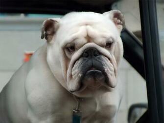 Old English Bulldog Wallpaper High Resolution And Quality