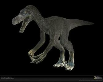 Velociraptor Wallpaper