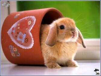 Rabbit Desktop Pc And Mac Wallpaper