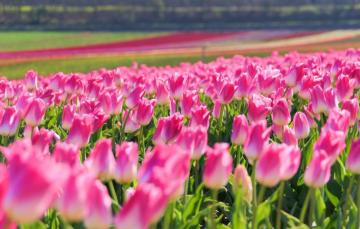 Wallpaper Field Light Flowers Strip Glade Bright Spring