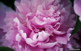 Wallpaper Flower Peony