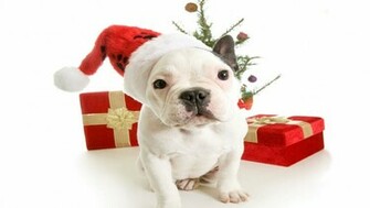 Christmas Puppy Dog HD Wallpaper For iPhone