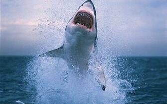 Shark2