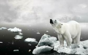 Kodiak Bear Animal Wallpaper Background