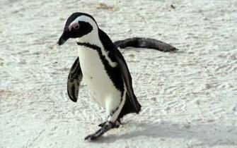 African Penguin Wallpaper Desicomments
