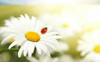 Ladybug Wallpaper Ladybugs