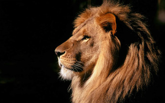 Lion Desktop Background Wallpaper