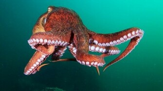 Octopus Sealife Underwater Ocean Sea Wallpaper
