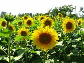Wallpaper Sunflower