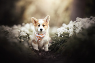 Corgi HD Wallpaper And