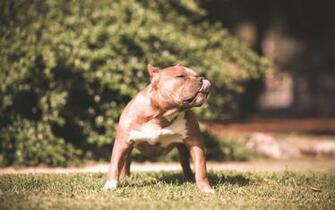 American Pitbull Dogs HD Wallpaper