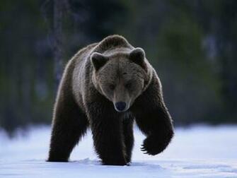 Grizzly Bear Background