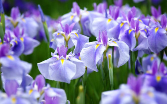 Ensata Iris Flowers Xkh31c1yac0lgqy1 Wallpaper