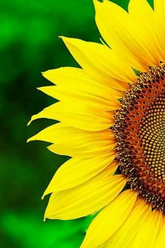 Hermoso Amarillo Macro Girasol Fondo Verde iPhone 4s
