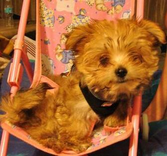 Morkies Image Duma HD Wallpaper And Background Photos