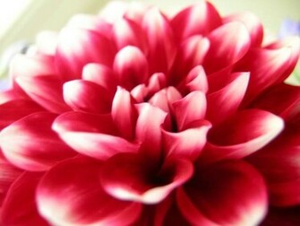 Cool Wallpaper Flowers