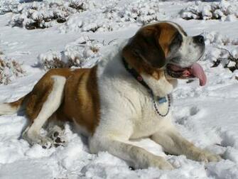 St Bernard Dog Dogs Wallpaper