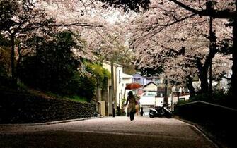 City Park Trees People Sidewalk Stock Photos Image HD
