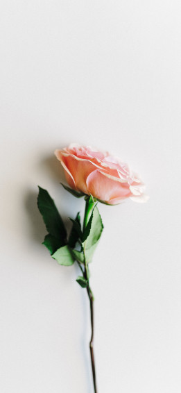 Wallpaper Rose Light Pink Minimal iPhone X
