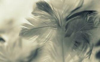 Feather Wallpaper Background Umad