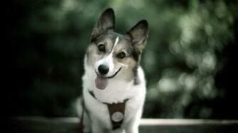 Funny Dog Background Cool Wallpaper