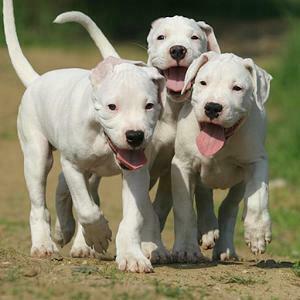 Dogo Argentino HD Wallpaper Android Apps On Google Play