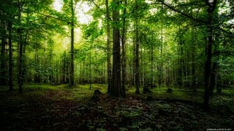 Green Leaves Wide And HD Forest IwallHD Wallpaper