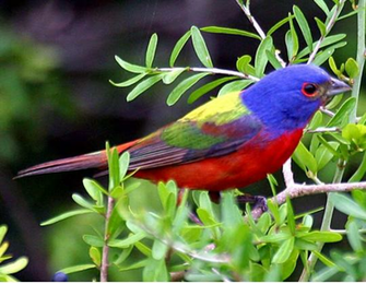 Wallpaper Birds