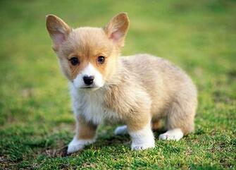 Corgi Puppy