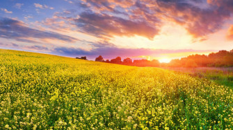 Pretty Colorful Grass Yellow Beautiful Sunset Clouds