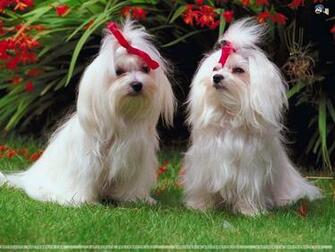 Dogs Wallpaper