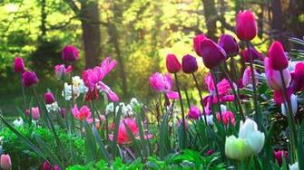 Flower Garden Wallpaper Best