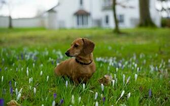 Dachshund Computer Wallpaper Desktop Background Id
