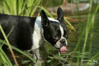 Der Boston Terrier HD Walls Find Wallpaper