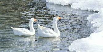 Snow Goose Wallpaper