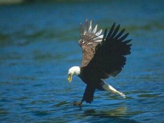 Birds Wallpaper Photo And All Pictures