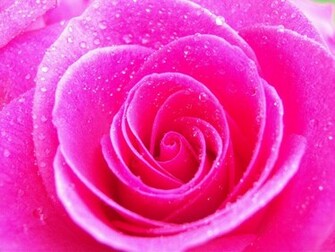 Pink Wallpaper