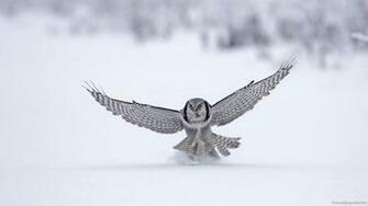 Snow Birds Wallpaper Owls Hunting